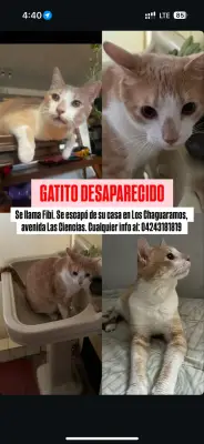 Fibi