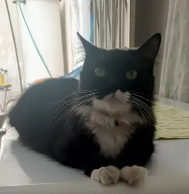 Oreo — foto 2