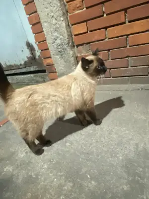 Perro