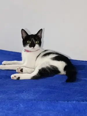 KiKi