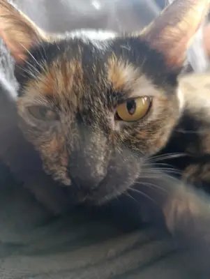 Pellie — foto 3