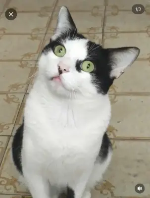 Gato perdido