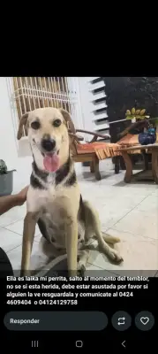 Layka