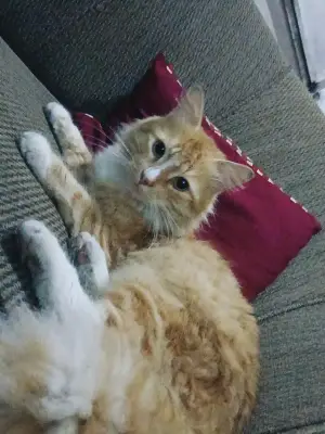 Garfiel