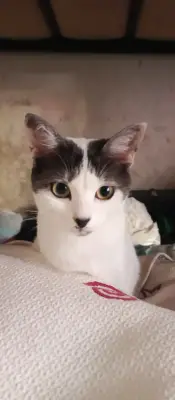 Cleo