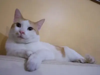 Venus (es macho)