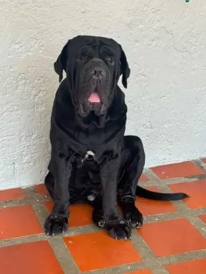 Ragnar Javier