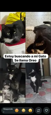 Oreo