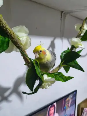 Papito