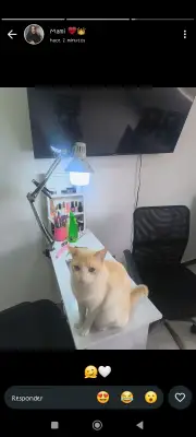 Copito