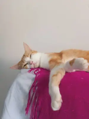 Chiquita
