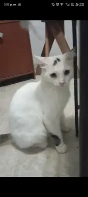 Luna blanca