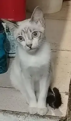 Luna — foto 1