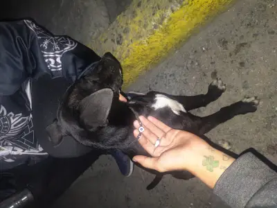 Perro