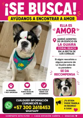 Amor