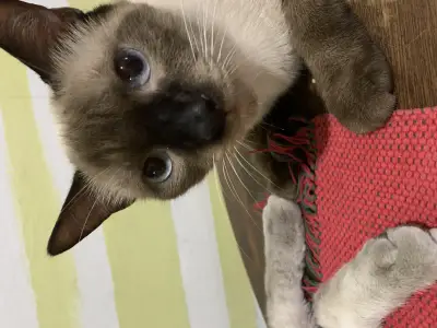 Coco