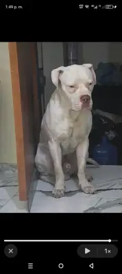 Rocco
