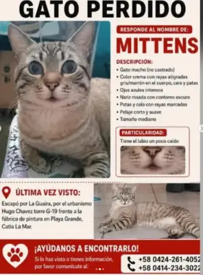 Foto de MITTENS, reunida con su familia