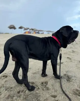 Ragnar Javier — foto 3