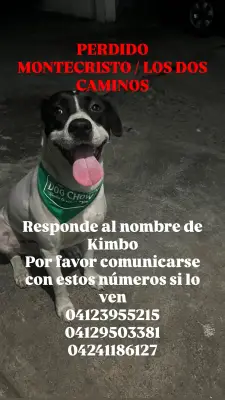 Kimbo