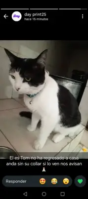Perro perdido