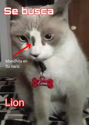 Lion