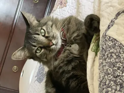 Remi