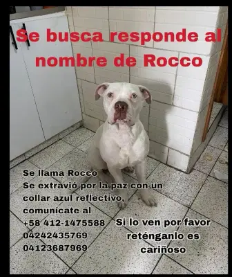 Rocco de raza dogo argentino