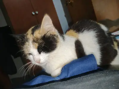 Niña