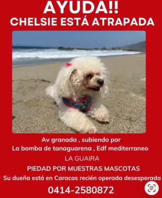 Perro perdido