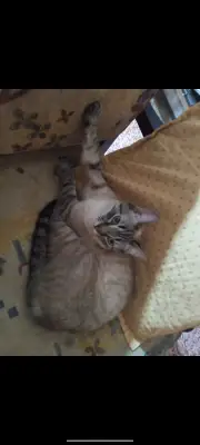 se llama daky
