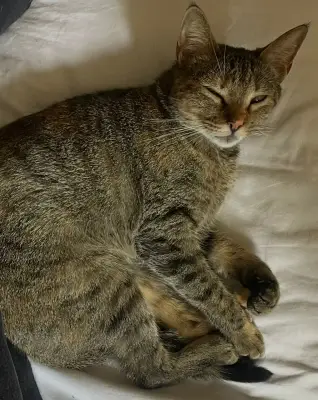 Lolita bizcocha