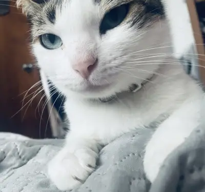 Chiqui